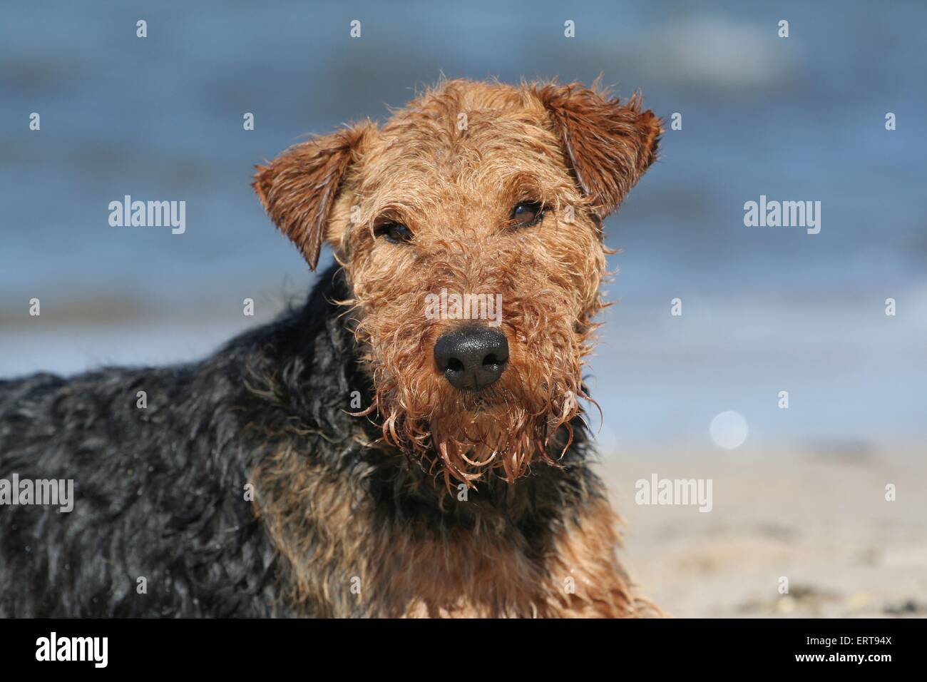 Portrait de terrier de gallois Banque D'Images