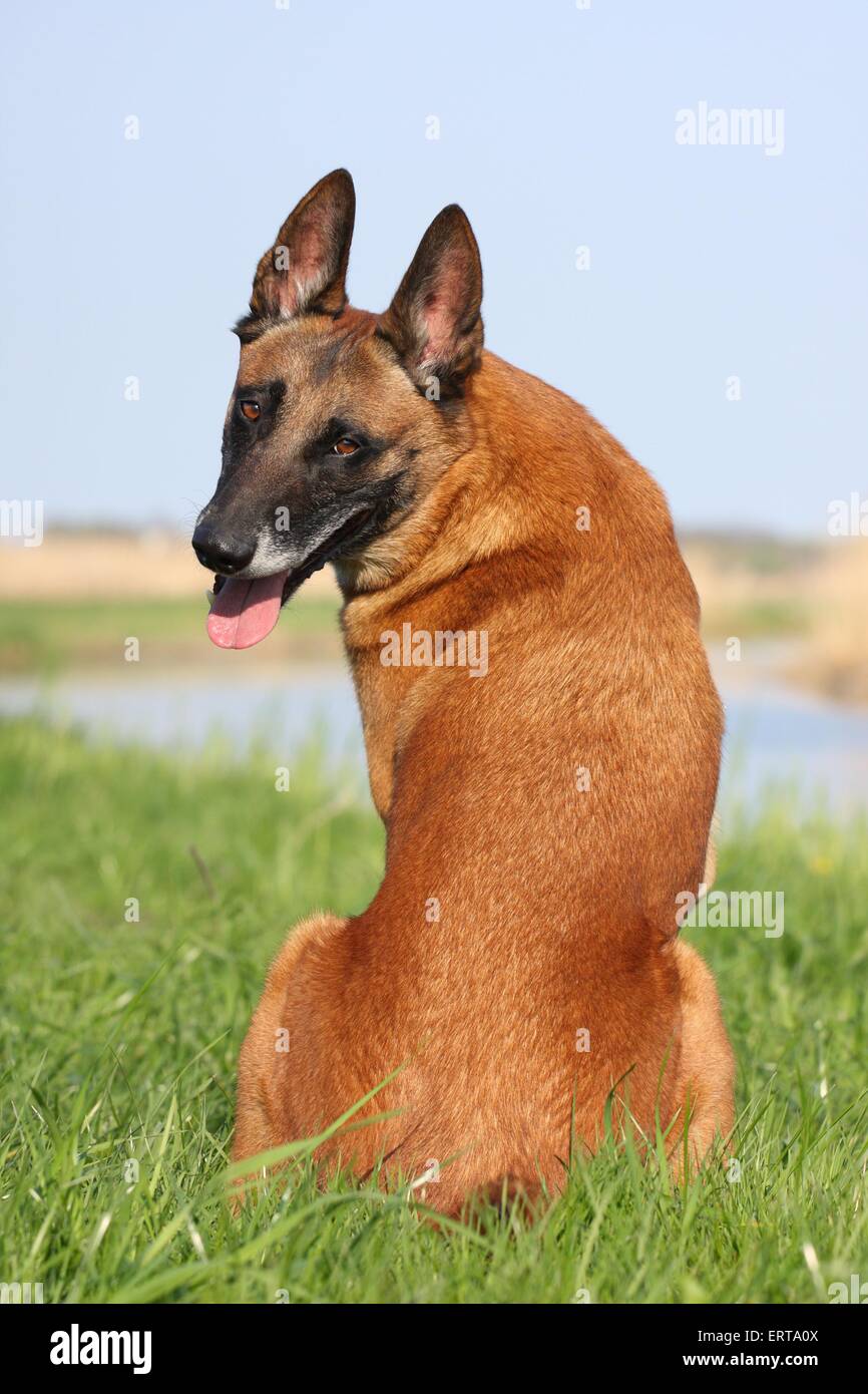 Malinois Banque D'Images