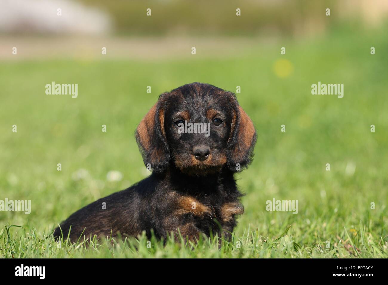 Chiot Teckel poil dur Banque D'Images