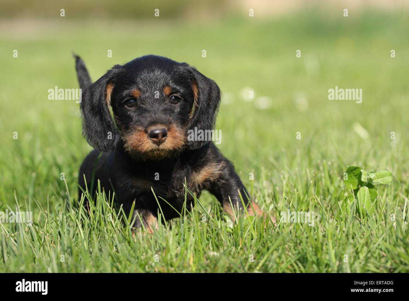 Chiot Teckel poil dur Banque D'Images