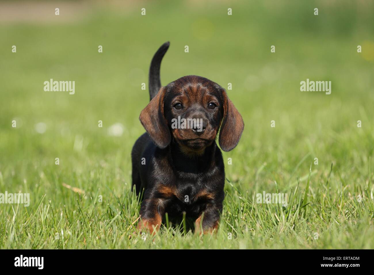 Chiot Teckel poil dur Banque D'Images