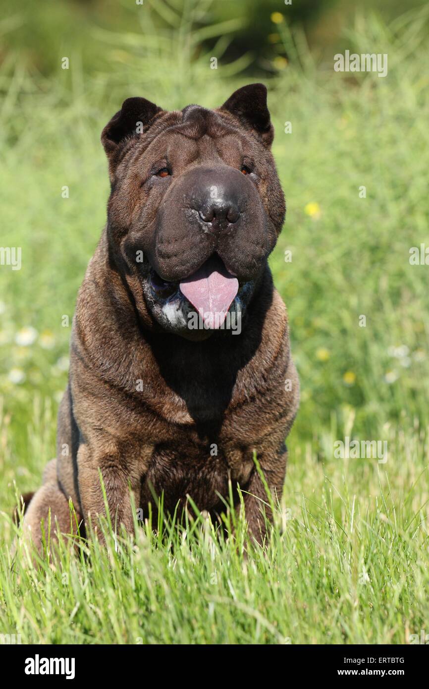 Assis Shar Pei Banque D'Images