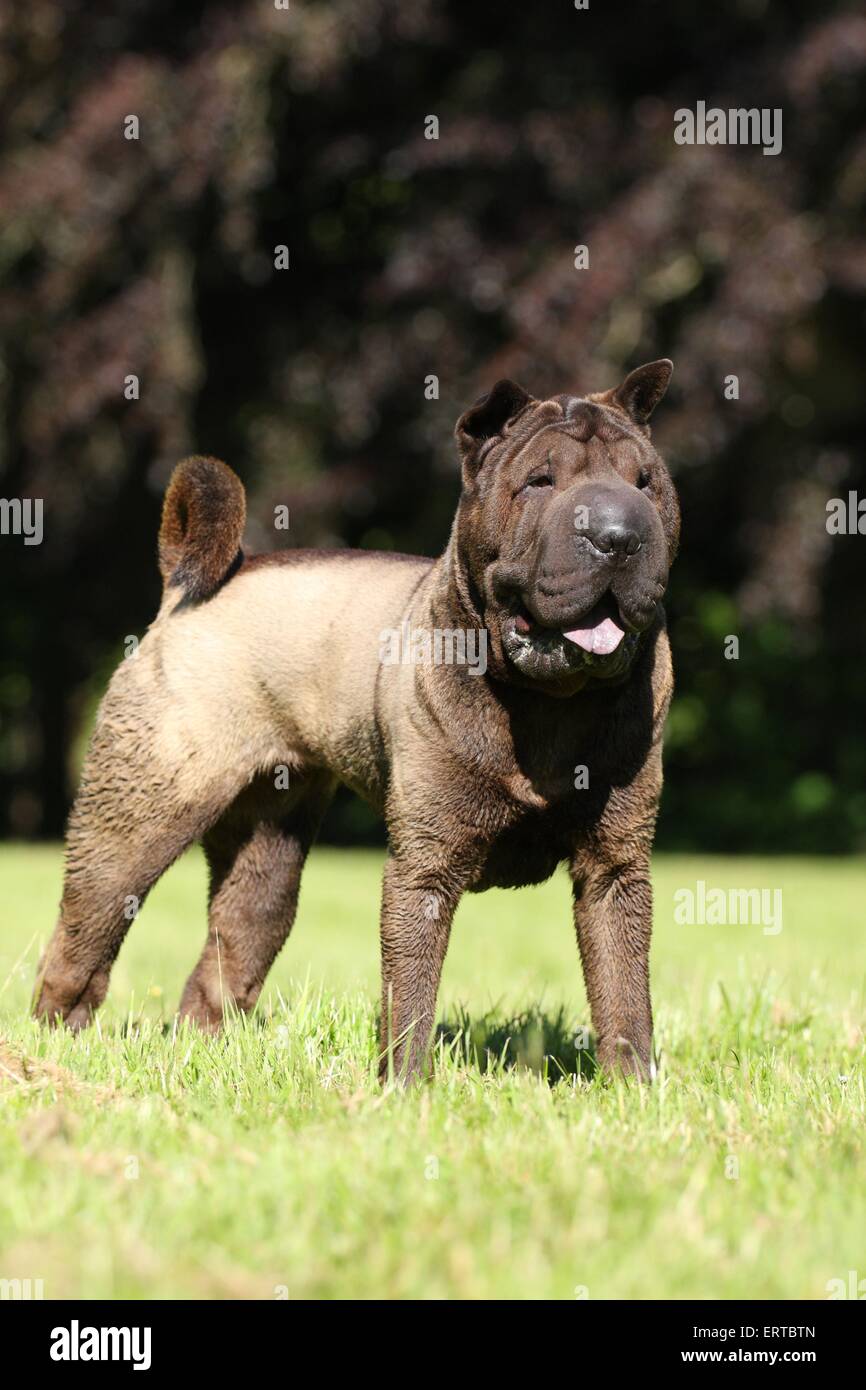 Shar Pei Banque D'Images
