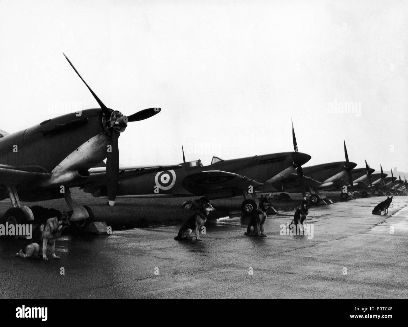 Douze chasseurs Spitfire alignés sur la piste d'atterrissage à North Weald, l'attente de l'appel avant le tournage d'un film de la bataille d'Angleterre, sous la garde de six chiens de sécurité appartenant à 'Rentadog' sécurité entreprise. 9e mai 1968. Banque D'Images