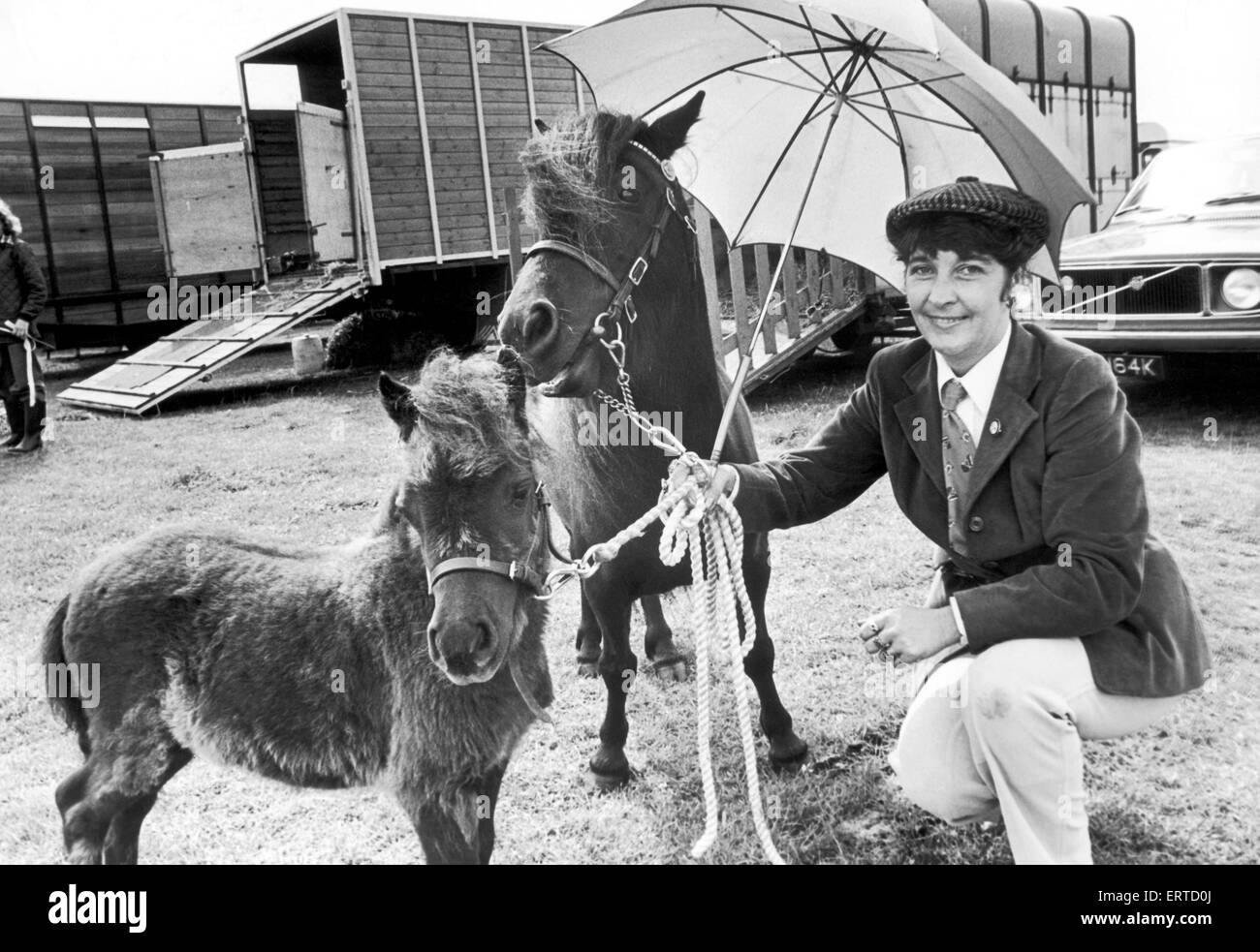 Salon de l'agriculture. Hinderwell Yvonne Barbier de Roxby Hall, Roxby, gardant ses poneys Shetland miniatures et Gin Fizz et trait de soda sec sous un parapluie à l'exposition. 19 août 1979. Banque D'Images