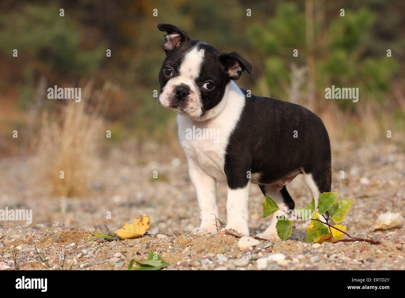 Boston Terrier puppy Banque D'Images