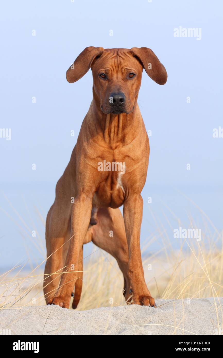 Le Rhodesian Ridgeback Banque D'Images