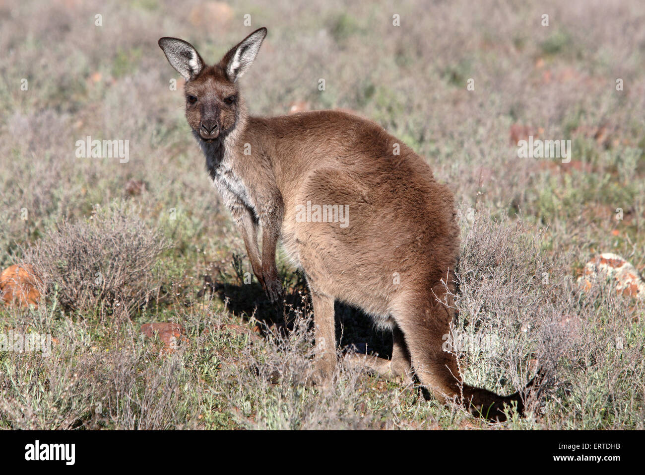 Kangourou. Le Wilpena Pound, Flinders Ranges, Australie du Sud. Banque D'Images