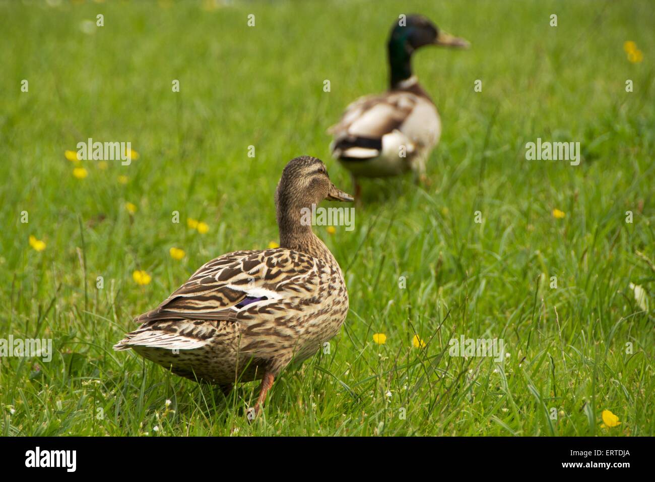 Les Canards colverts mâles et femelles parmi les fleurs dans un champ. Photo : Keith Heneghan Banque D'Images