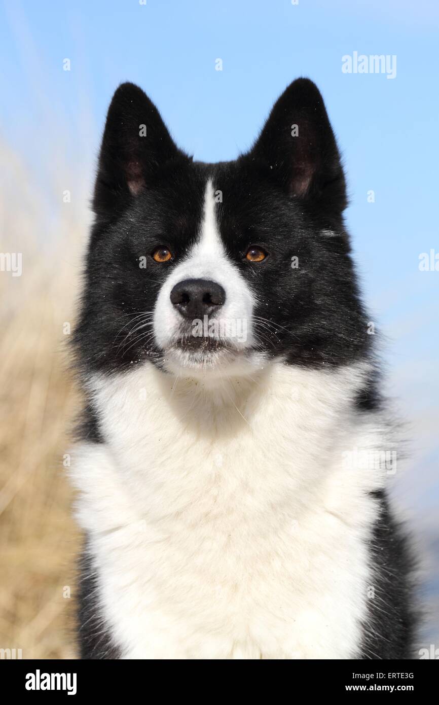 Portrait de chien d'ours de Carélie Banque D'Images