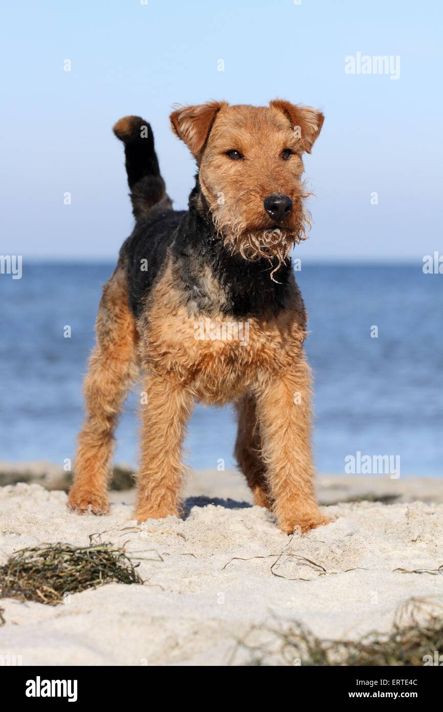 Welsh Terrier Banque D'Images