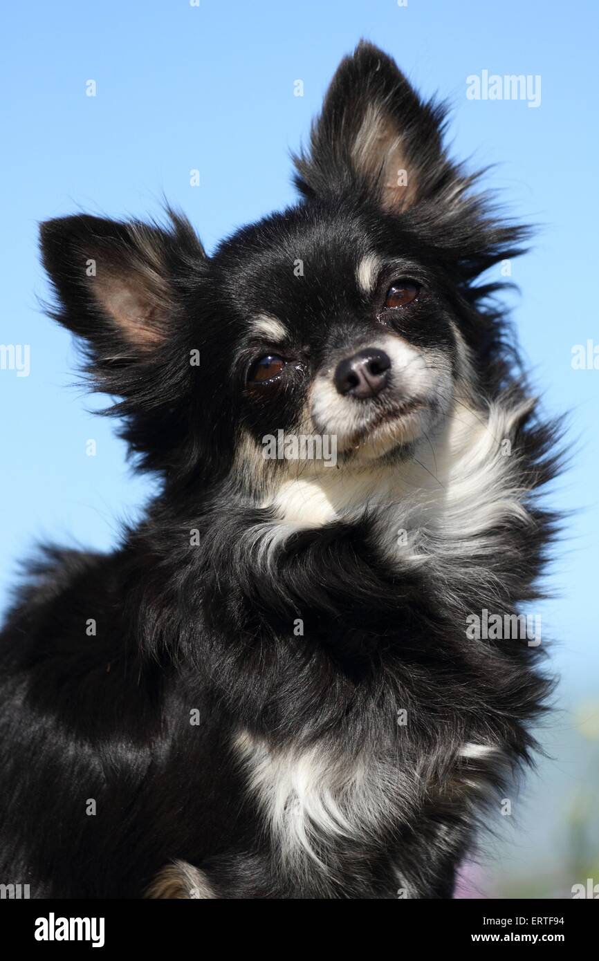 Chiwawa poils long Banque de photographies et d’images à haute résolution Alamy