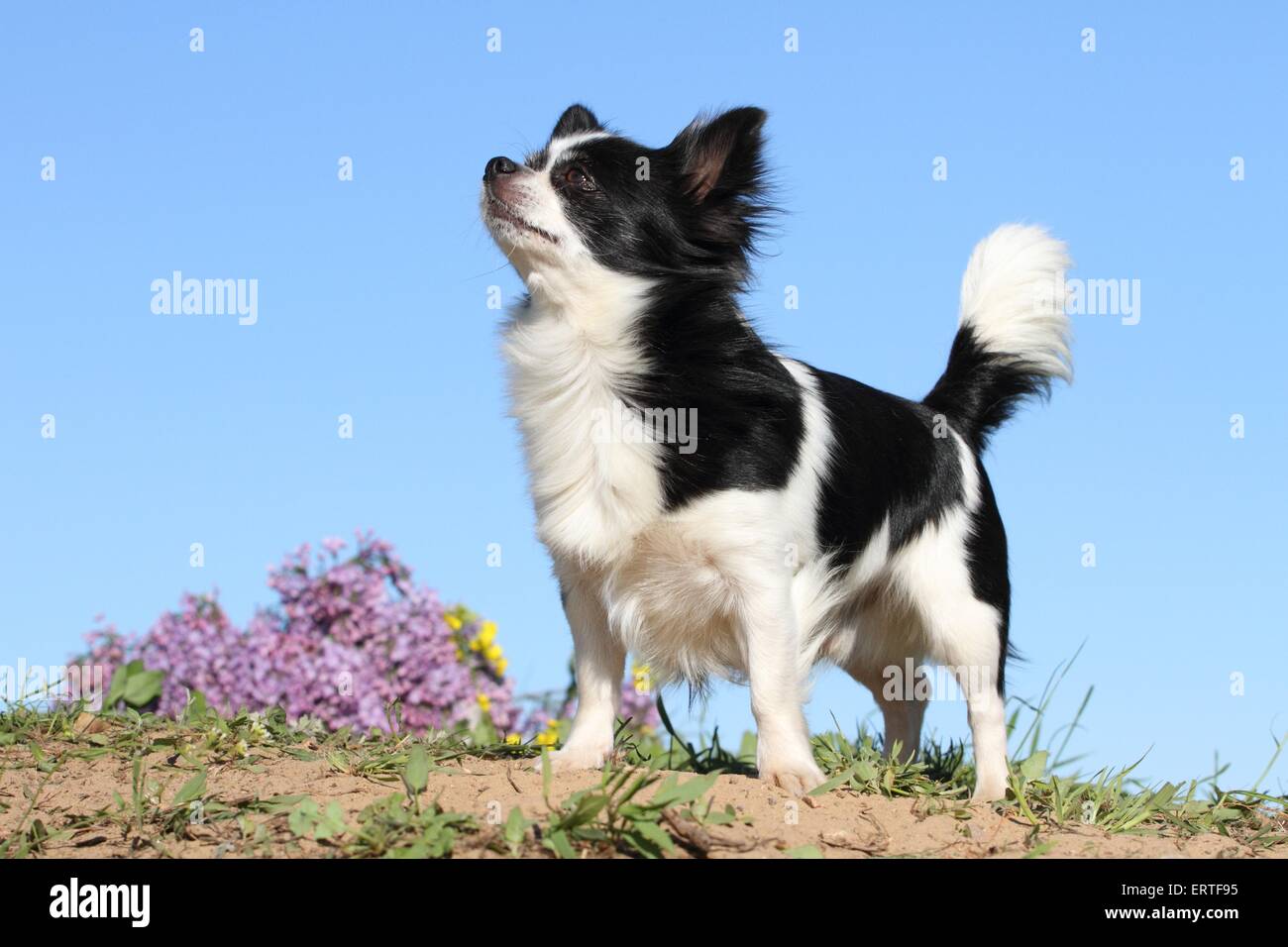Longhaired chihuahua Banque de photographies et d’images à haute