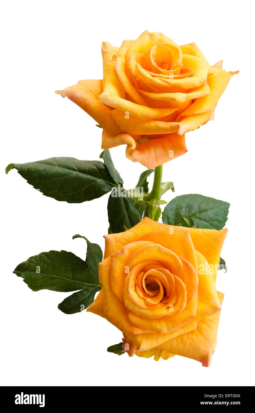 Deux belles roses orange jaune isolé sur fond blanc. Vue de dessus. Banque D'Images