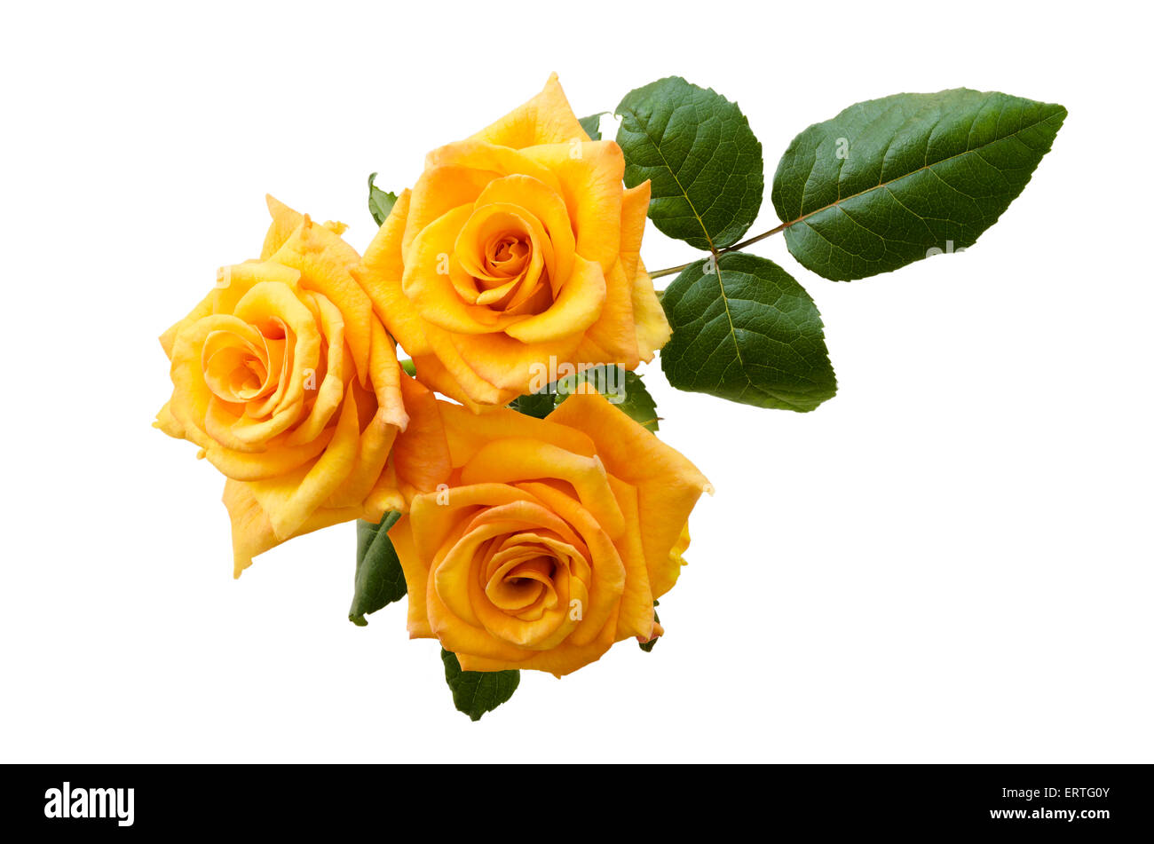 Trois belles roses orange jaune isolé sur fond blanc. Vue de dessus. Banque D'Images