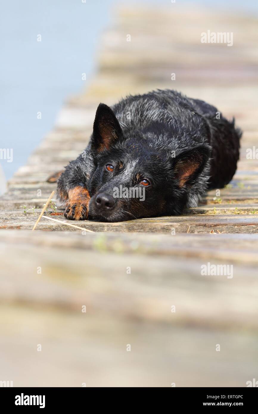 Lying Australian Cattle Dog Banque D'Images