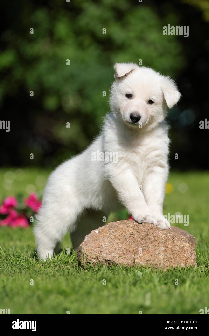 Chiot Berger Blanc Suisse Photo Stock - Alamy