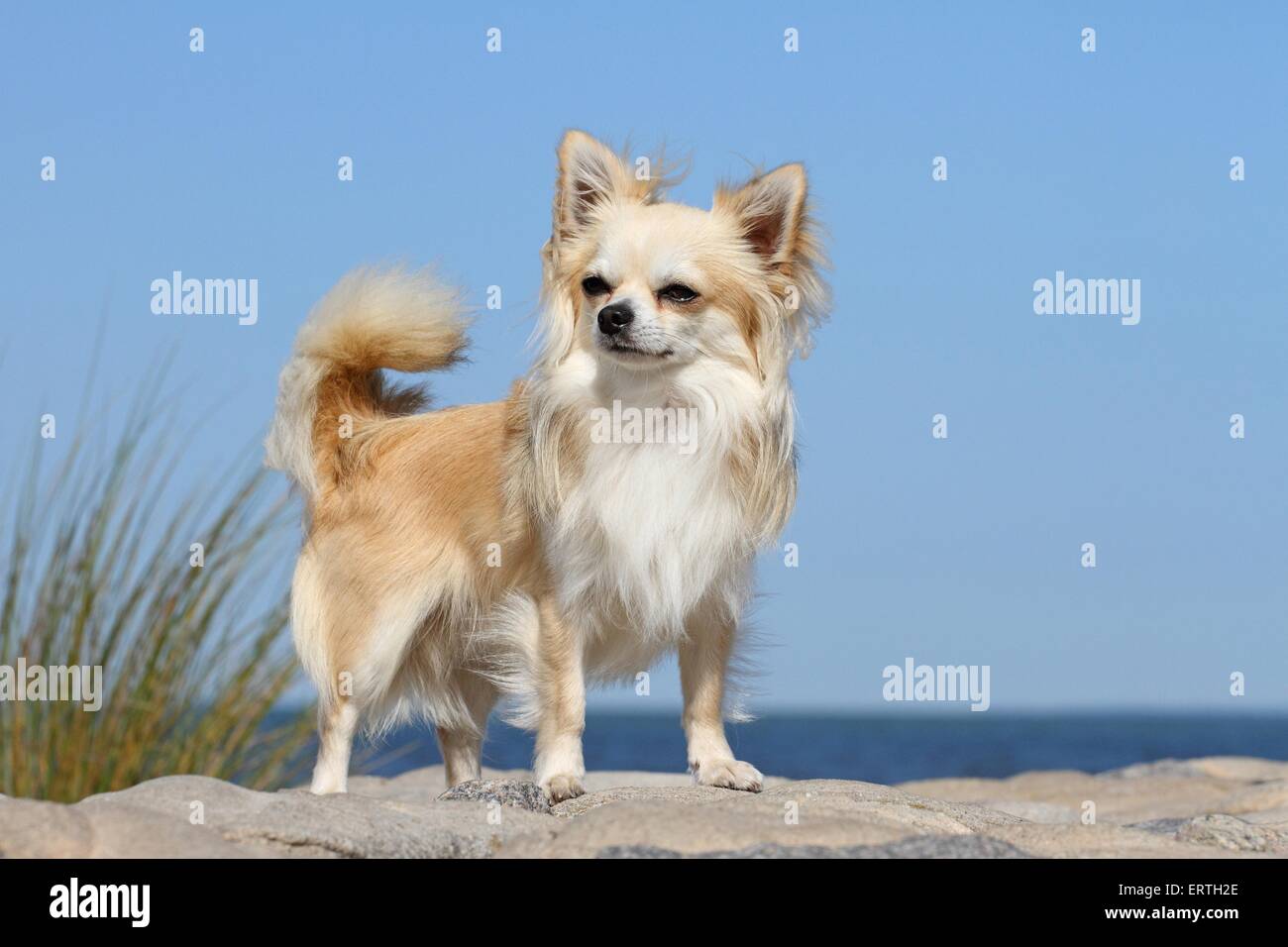 Chihuahua à poil long Banque D'Images