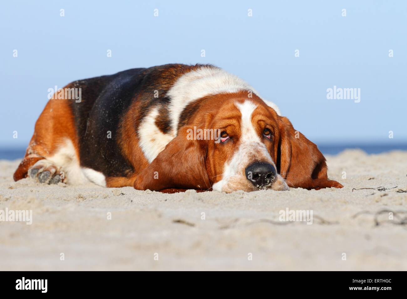 Lying Basset Hound Banque D'Images