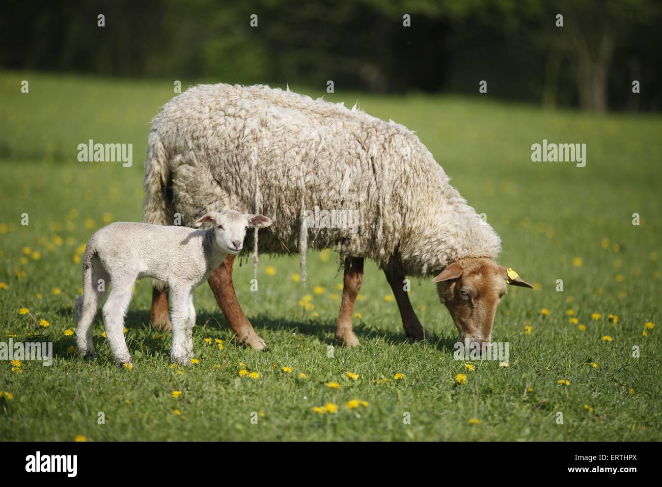 moutons avec de l’agneau Banque D'Images