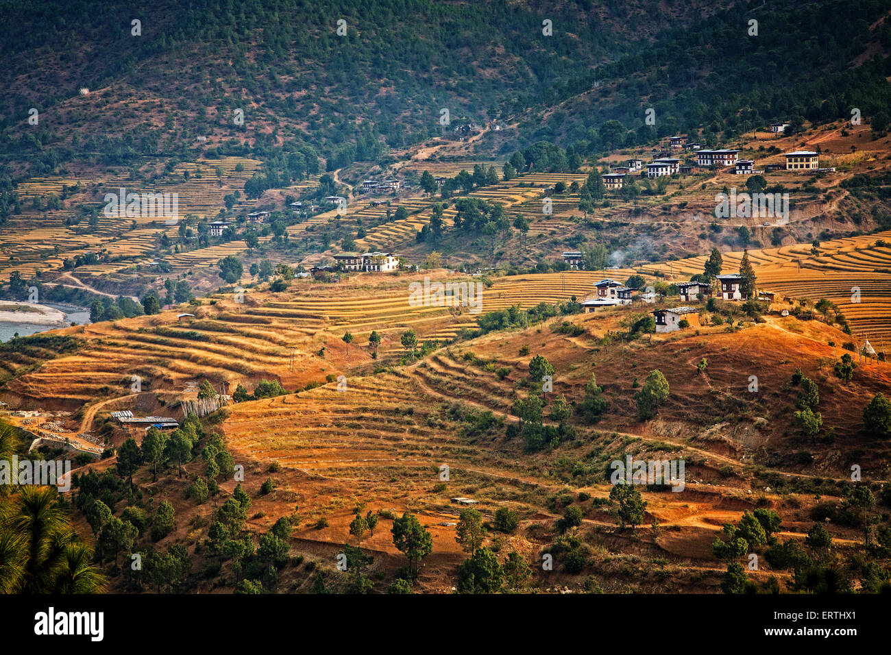 Fermes et champs de riz ponctuent la vallée de Punakha. Le Bhoutan. Banque D'Images