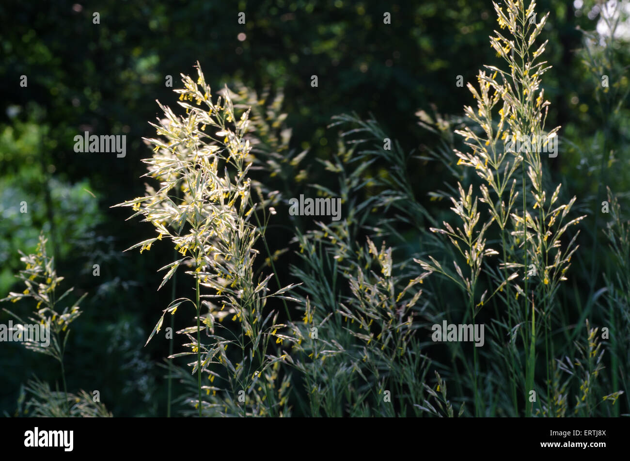 L'herbe en fleurs avec du pollen en soleil Banque D'Images