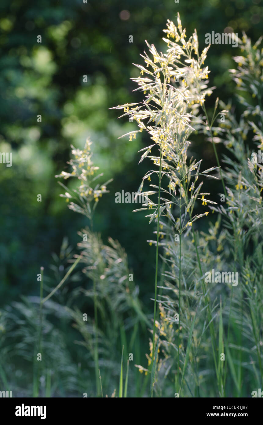 L'herbe en fleurs avec du pollen en soleil Banque D'Images