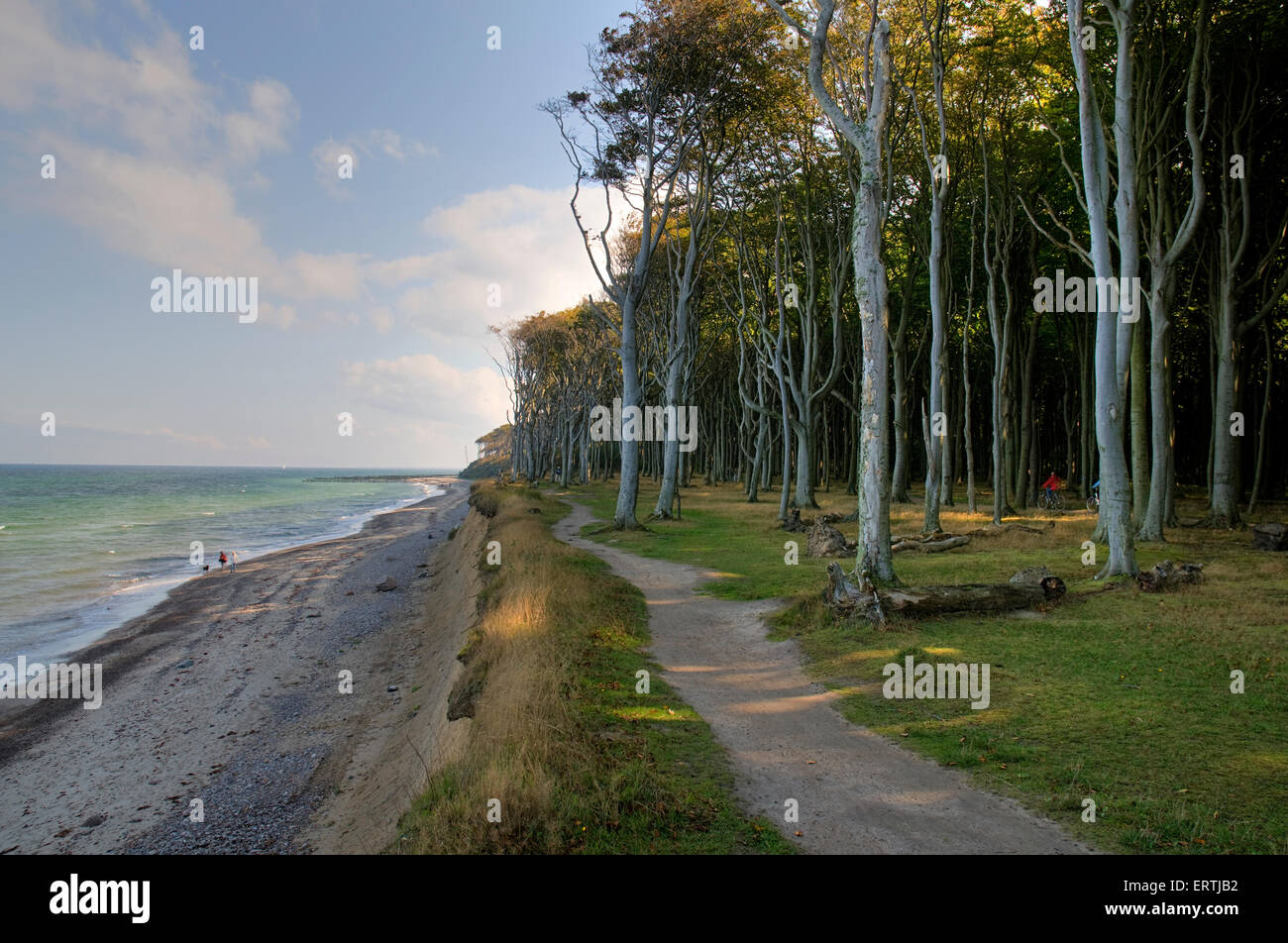 Forêt de hêtres, l'esprit bois, bois fantôme, à la mer baltique à Rostock, Mecklembourg-Poméranie-Occidentale, Allemagne, Europe Banque D'Images