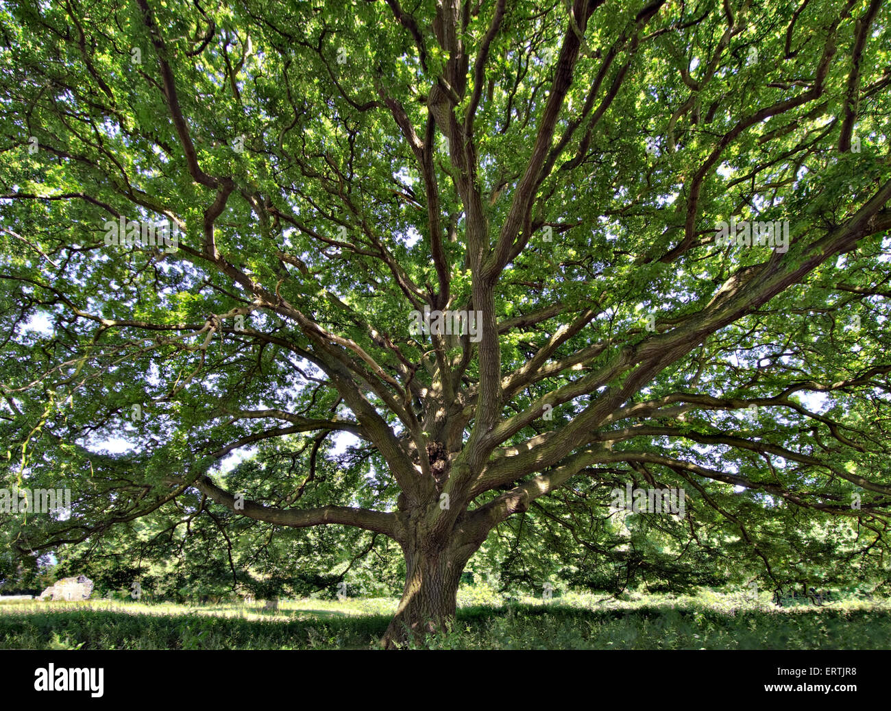 À l'ombre d'un chêne à midi en Juin Banque D'Images