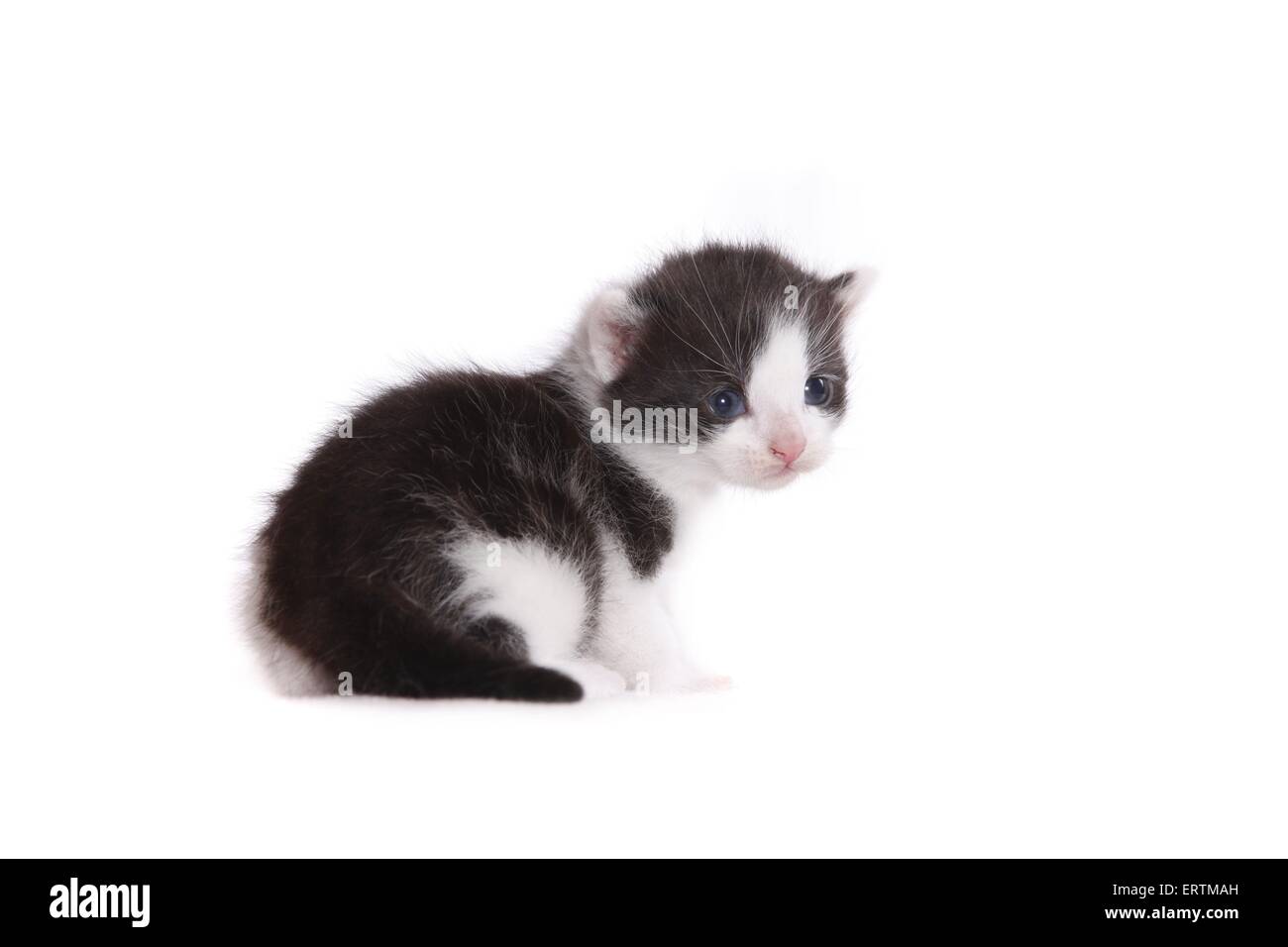 chaton Banque D'Images