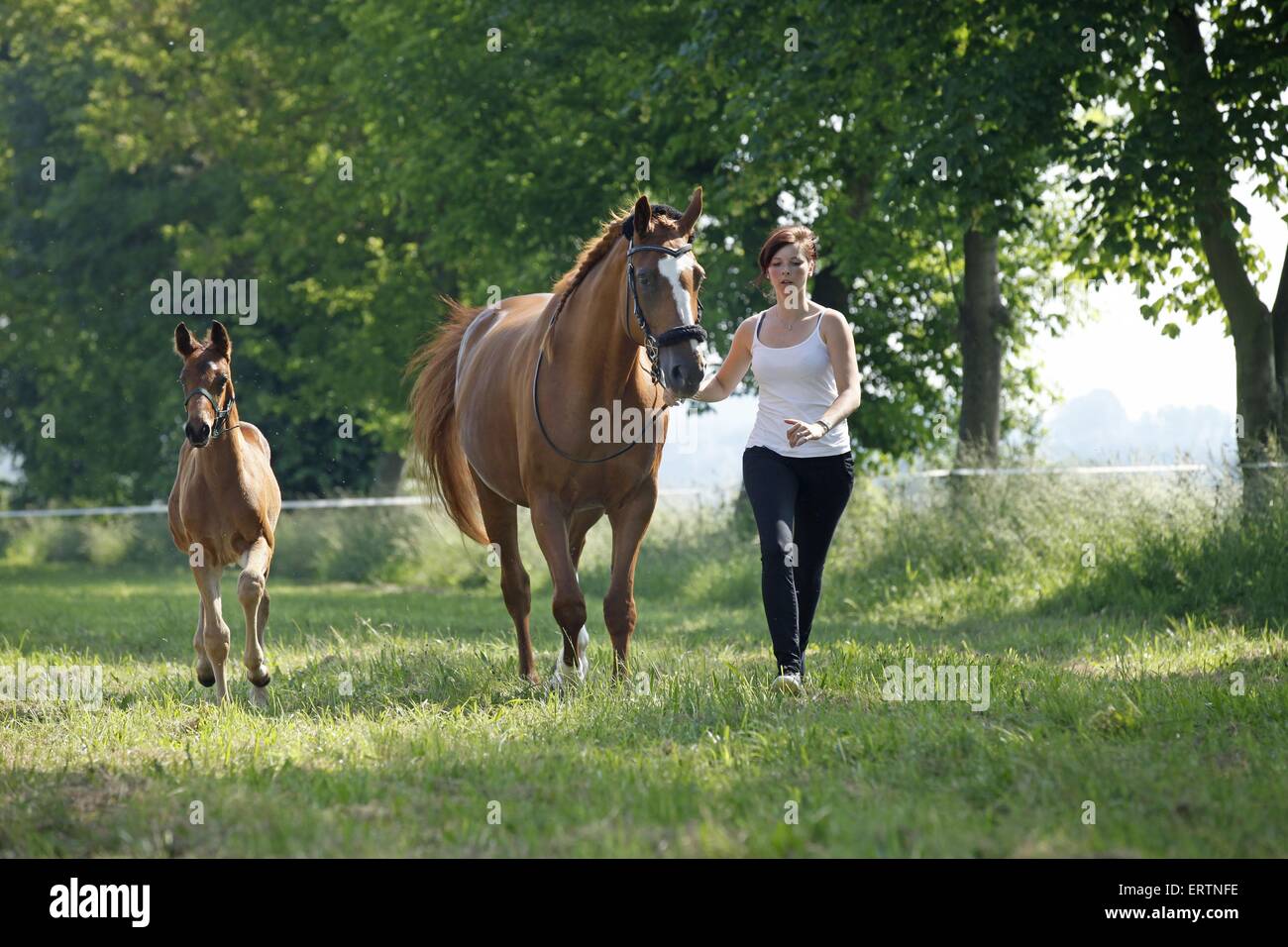 warmbloods Banque D'Images