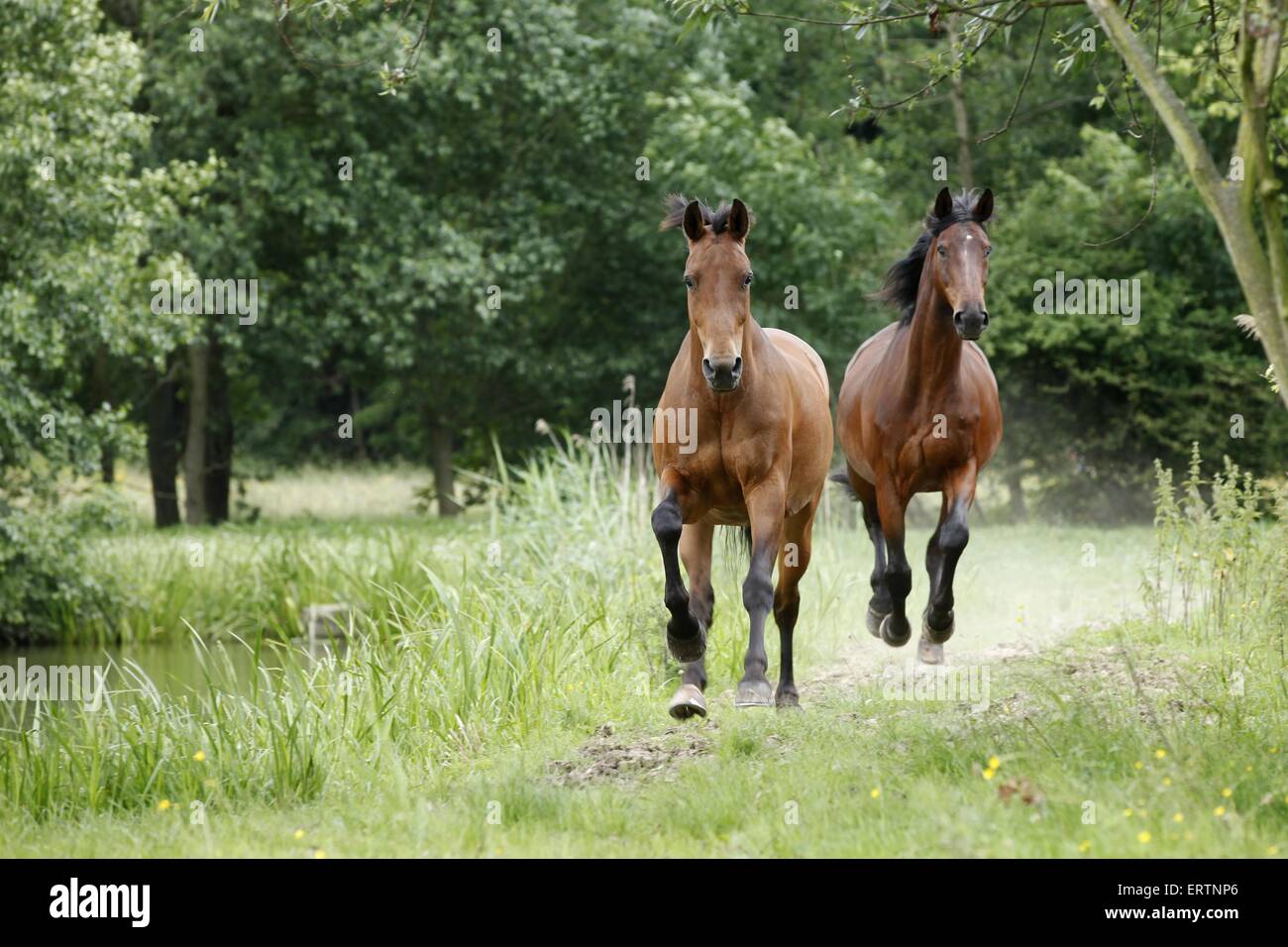 2 chevaux Banque D'Images