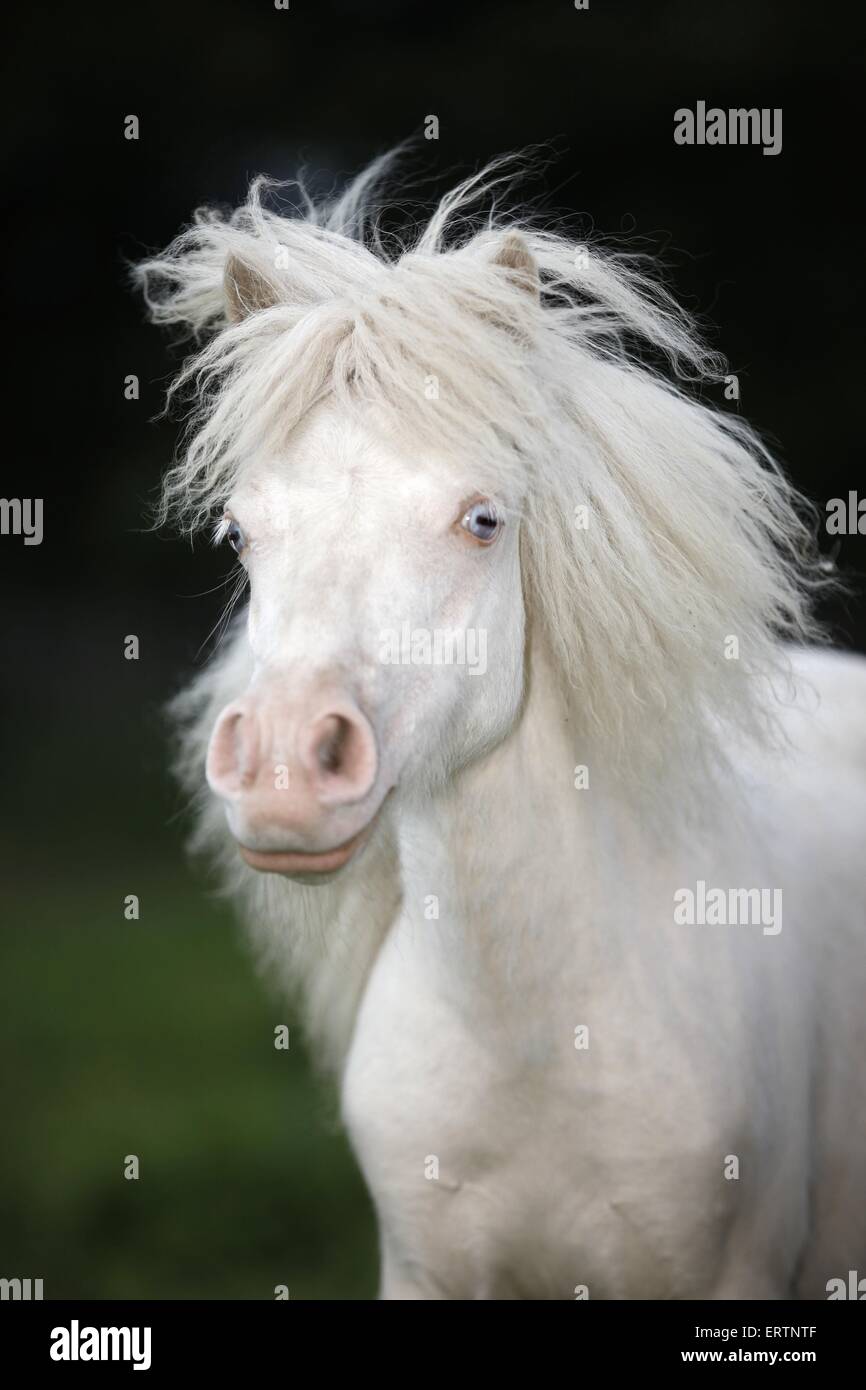 Mini poney Shetland Portrait Banque D'Images