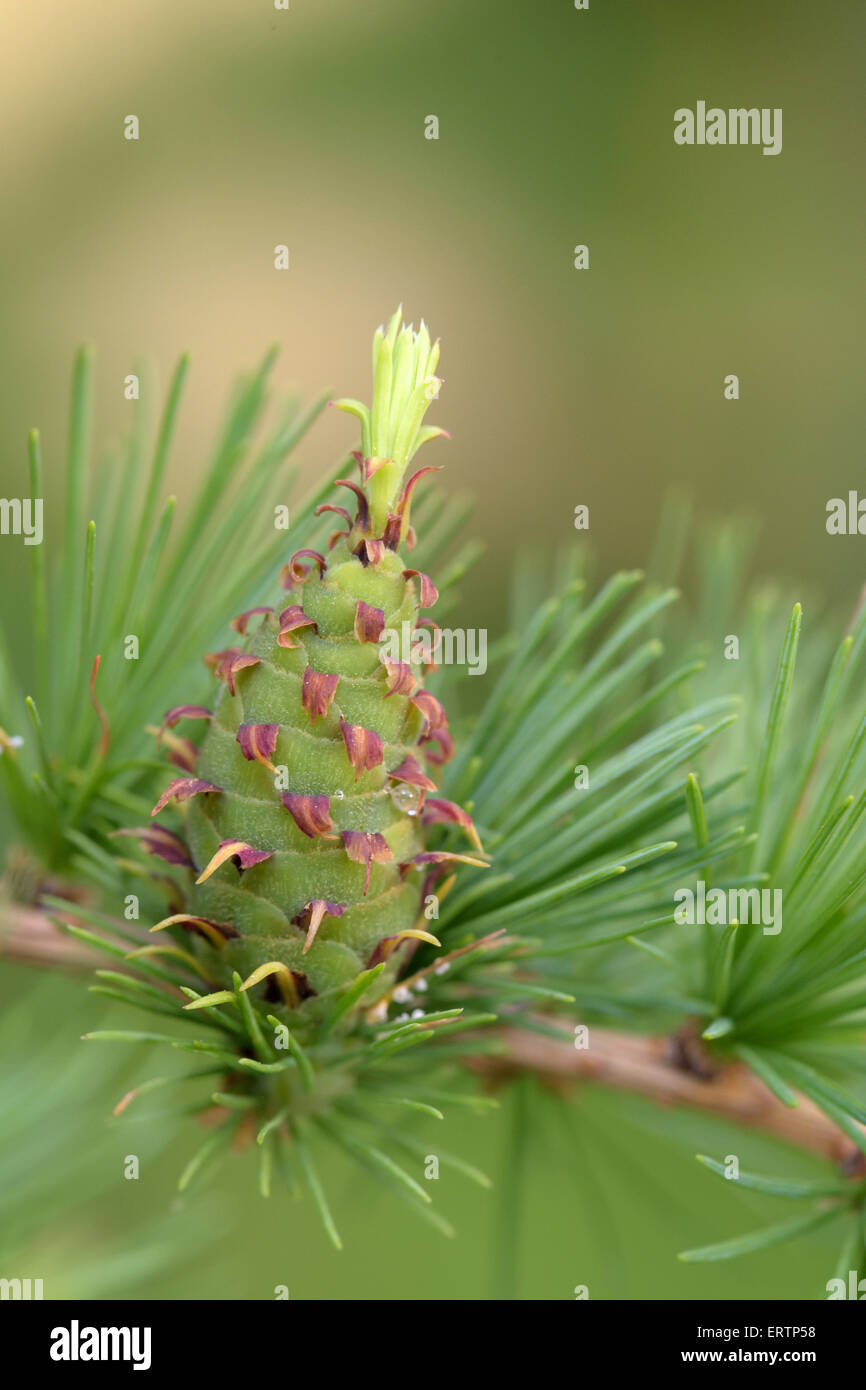 L'Ovulate cône (strobile) de mélèze, printemps, début juin Banque D'Images