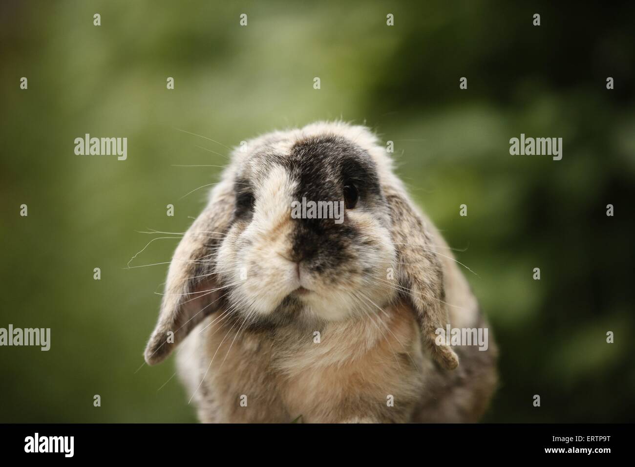 Hibou lop rabbit Banque D'Images