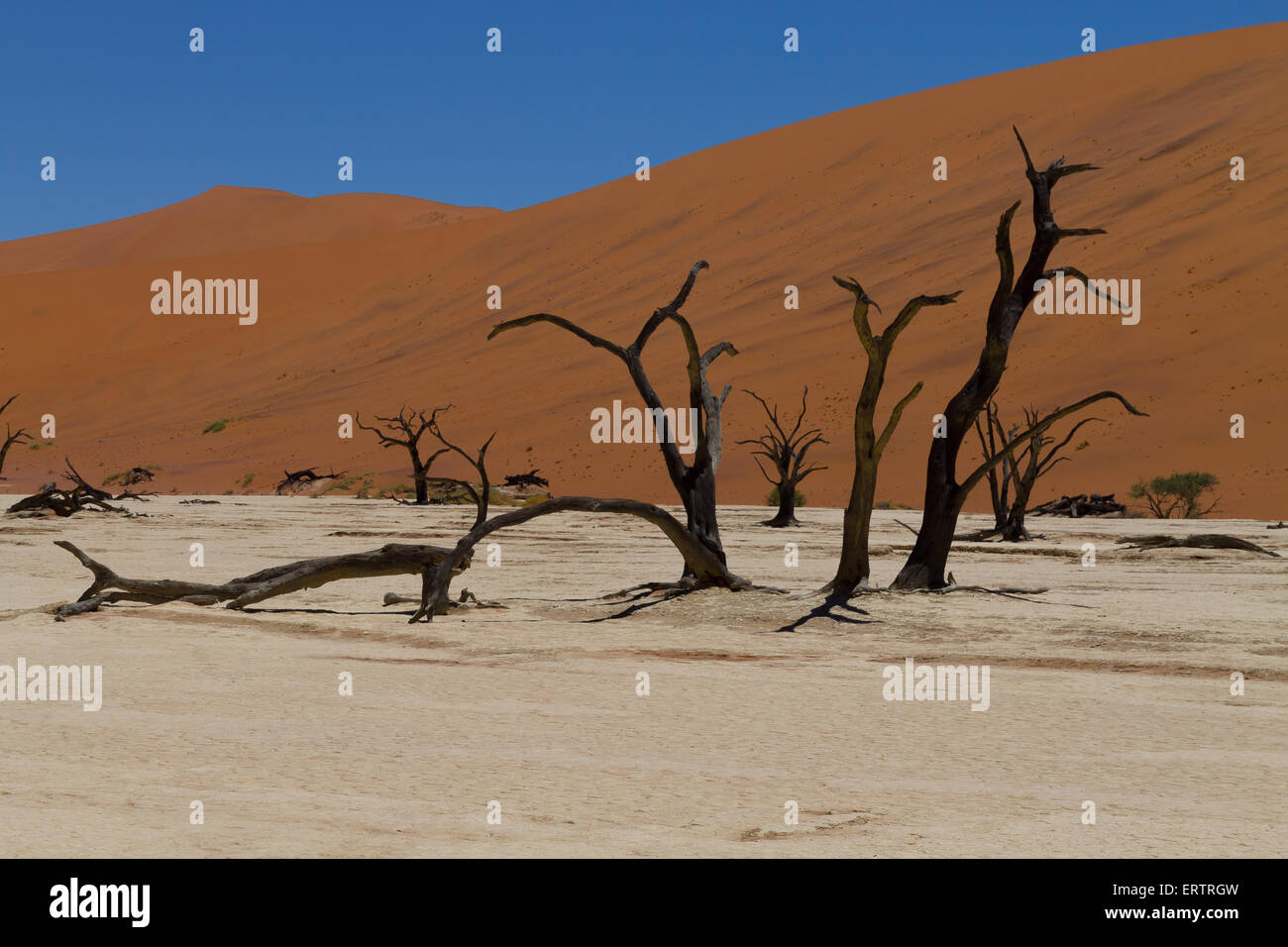 Une vue de Dead Vlei Sossusvlei, Namibie Banque D'Images