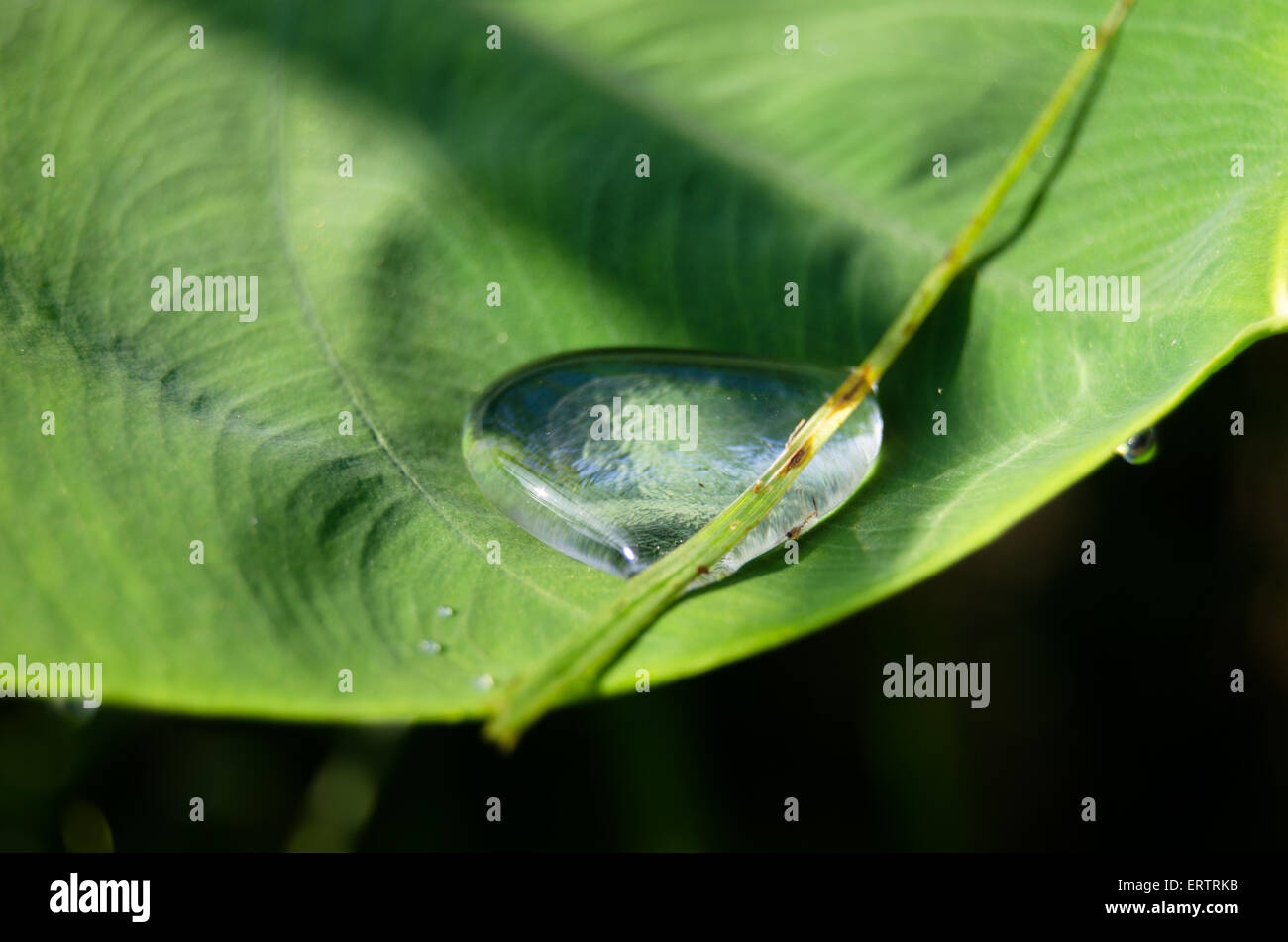 L'eau dans les feuilles de taro Banque D'Images