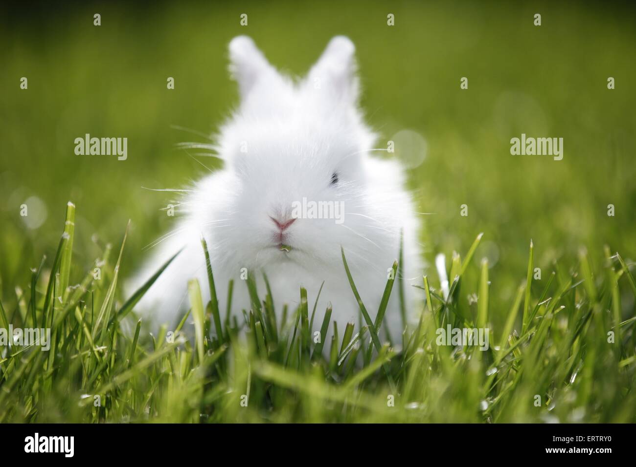 Bebe Lapin Trop Mignon Banque De Photographies Et D Images A Haute Resolution Alamy