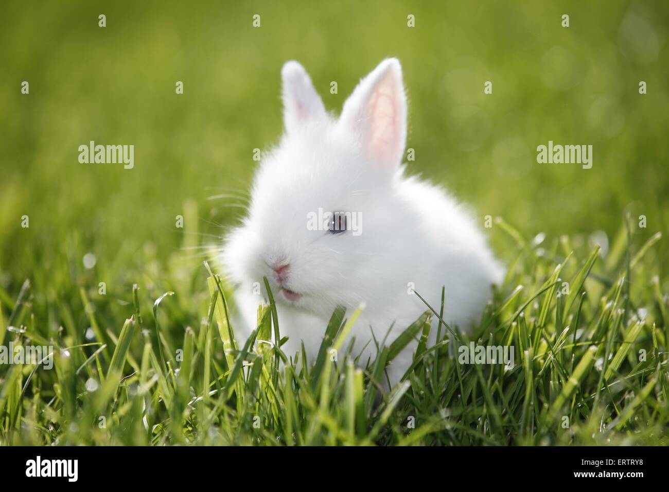 Jeune lapin nain Banque D'Images