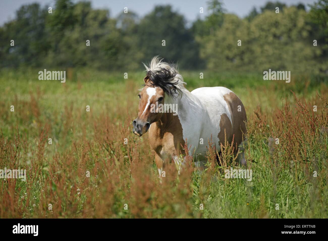 Irish Tinker Banque D'Images