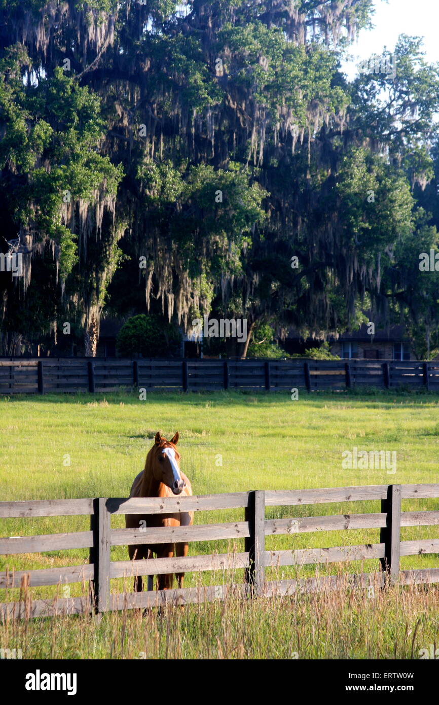 Cheval dans un champ à une clôture près de Micanopy Floride USA, avec de la mousse espagnole sur les arbres en arrière-plan Banque D'Images