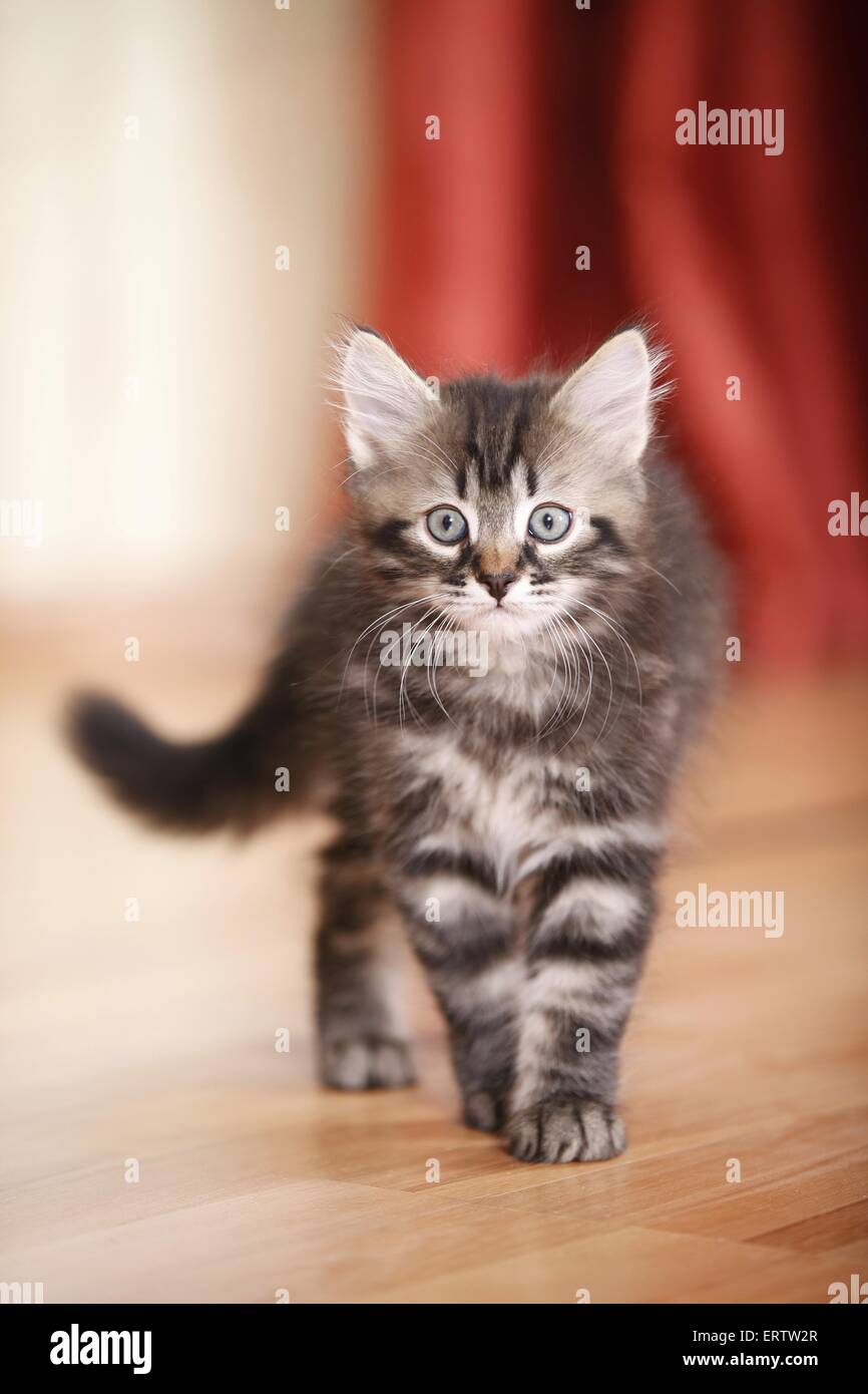 Forêt de Sibérie chaton Banque D'Images