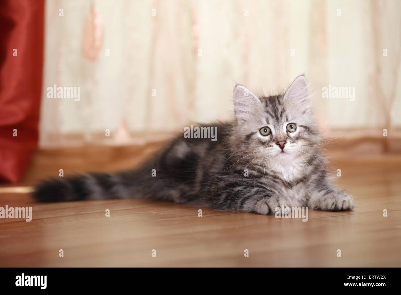 Forêt de Sibérie couché chaton Banque D'Images