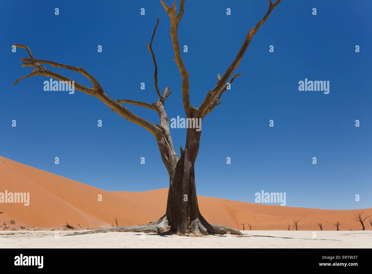 Une vue de Dead Vlei Sossusvlei, Namibie Banque D'Images