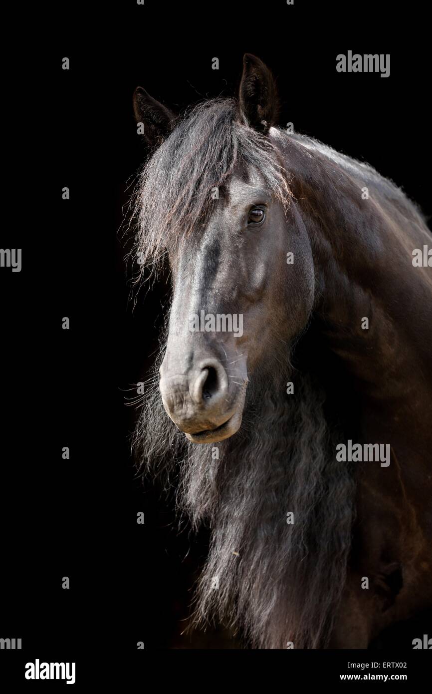 Portrait cheval frison Banque D'Images