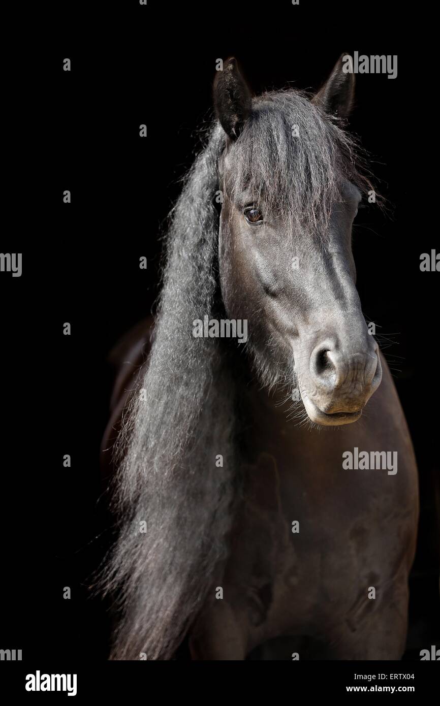 Portrait cheval frison Banque D'Images