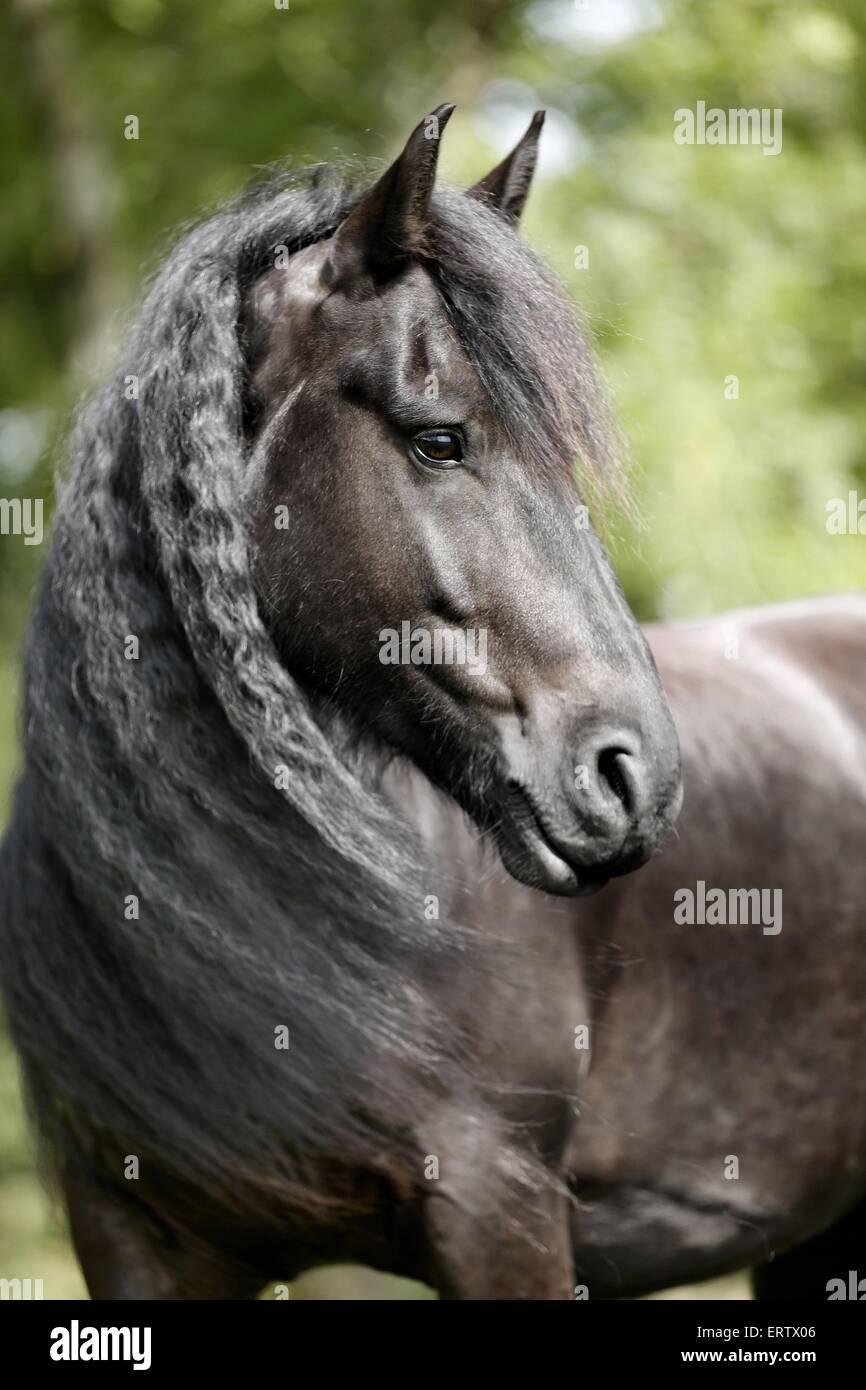 Portrait cheval frison Banque D'Images
