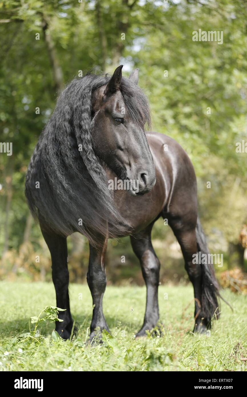 Cheval frison permanent Banque D'Images