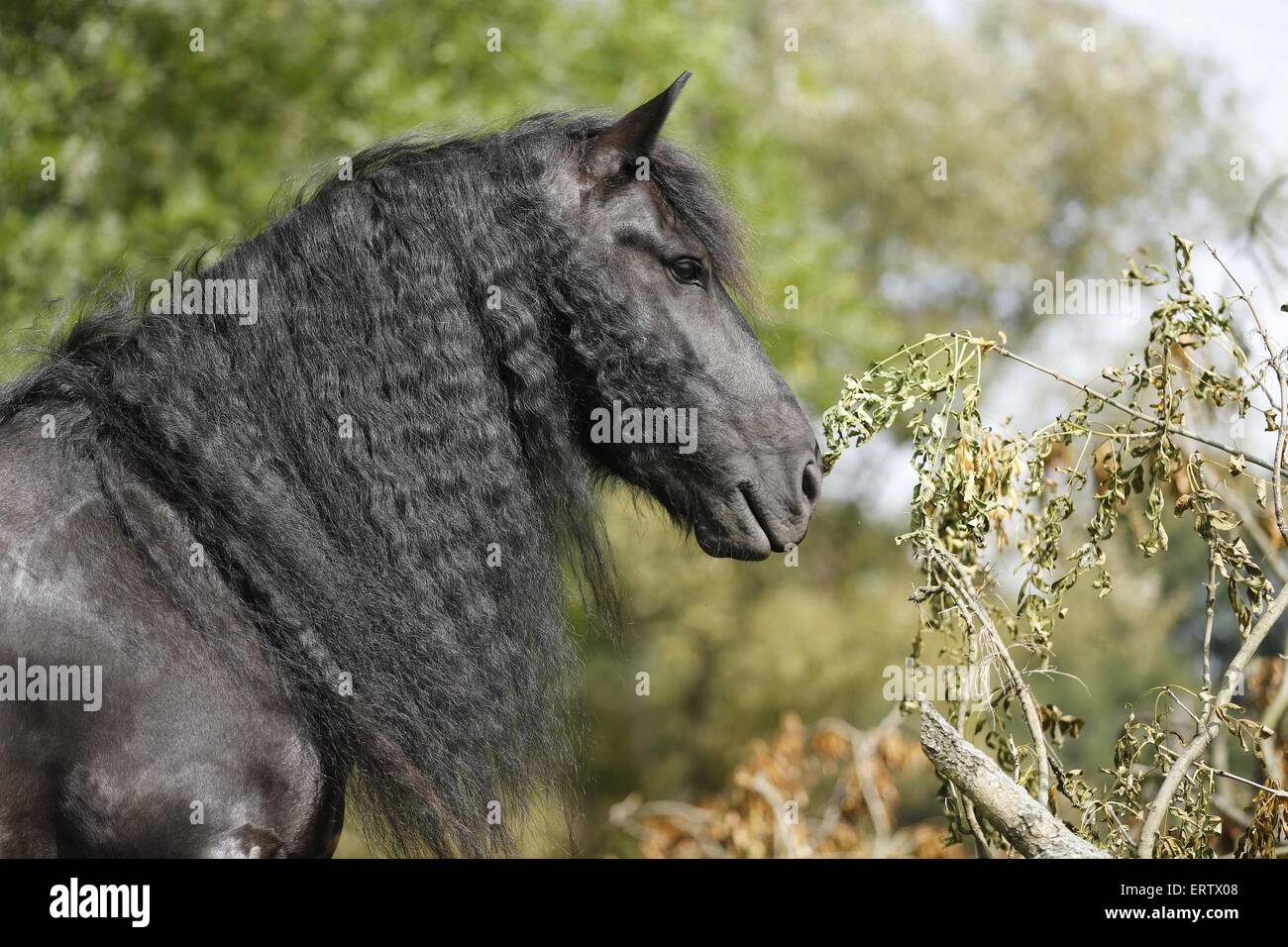 Portrait cheval frison Banque D'Images
