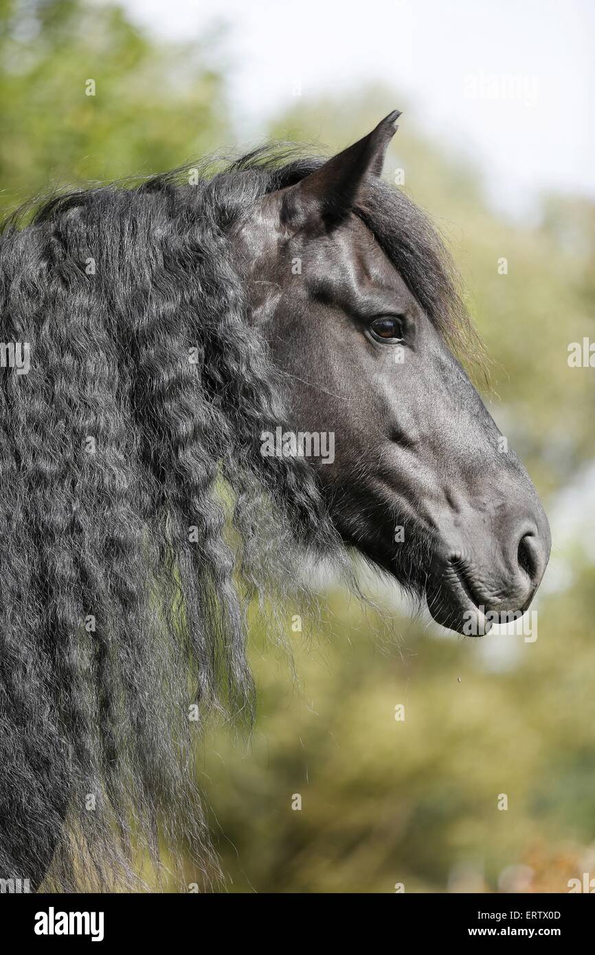 Portrait cheval frison Banque D'Images